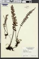 Image result for Pellaea angulosa