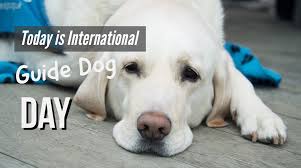 World pet day 2021 is on monday, october 4, 2021: Techbility Sur Twitter Today Is International Guide Dog Day This Day Celebrates The Importance Of Guide Dogs And How They Help People Who Are Blind Live Their Daily Lives Accessibility Disability