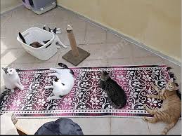 Kedi Melez Yuva Arayan Saglikli Kisir Kediler Ic Dis Parazit Tedavili Sahibinden Comda 886760563