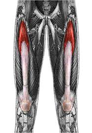 vastus intermedius muscle anatomy femoral nerve analysis