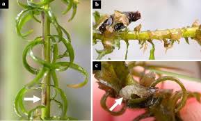 Image result for Lagarosiphon muscoides