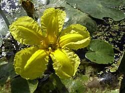 Image result for Nymphoides thunbergiana