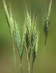 Image result for Brachypodium