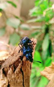 Blue Milkweed Beetal Chrysochus Cobaltinus In 2020 Milkweed Plant Milkweed Leaf Beetle