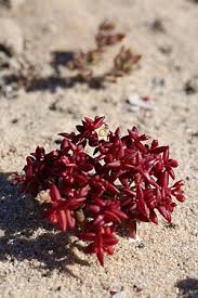 Image result for Crassula expansa