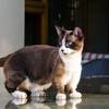 They come in long and short haired varieties with an array of different colors and markings. 3