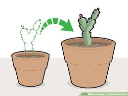 See if cactus can continue to show renewed price strength and hit that benchmark. How To Prune A Christmas Cactus 12 Steps With Pictures In 2021 Christmas Cactus Christmas Cactus Plant Christmas Cactus Care