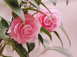 Tsubaki Camellia Japonica Flowers In Engaku Ji Flowers Camellia Camellia Flower