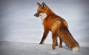 Fennec foxes (and other species of fox adapted to life in the desert, such as kit foxes), for example, have large ears and short fur to aid in keeping the body cool. Fox Tier Saugetier Kostenloses Foto Auf Pixabay