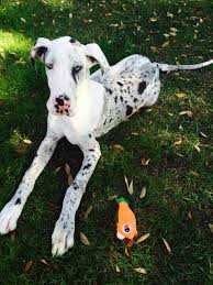 Mickey the bulldog and the padded bum crew. Blue Eyed Great Dane Puppy