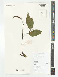 Image result for Glyphaea tomentosa