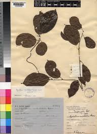 Image result for Albertisia