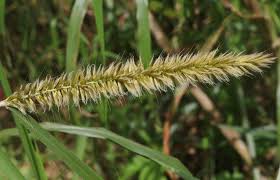 Image result for Cenchrus purpureus