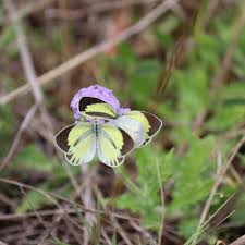 Image result for Elymandra grallata