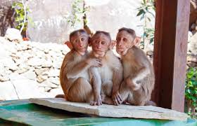 Free for commercial use no attribution required high quality images. Three Grey And Beige Monkey Free Image Peakpx