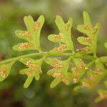 Image result for Asplenium sandersonii