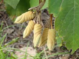 Image result for Helicteres