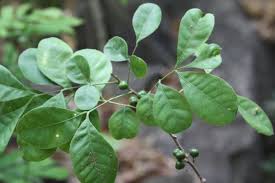 Image result for Trichilia prieuriana