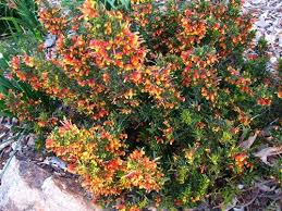 Maybe you would like to learn more about one of these? 6 Native Plants That Thrive In Winter Oversixty Australian Native Garden Australian Plants Australian Native Plants