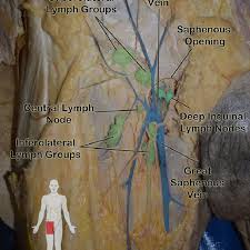 The nerves that connect the groin area pass though the area in the lower back. Cadaveric Image Of Inguinal Lymphatics Noted On Gross Dissection In A Download Scientific Diagram