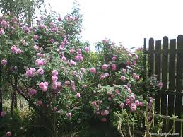 Origin possibly synonymous with 'madame de stella' commercialized by guillot in 1863. Rose About Garden Com