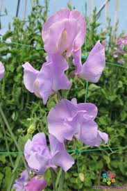 Image result for Lathyrus odoratus