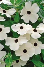 Blackeyed Susan Vine Seeds Mix Color Thunbergia Alata White Gold And Yellow In 2021 Black Eyed Susan Black Eyed Susan Vine Flowering Vines