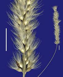 Image result for Enneapogon