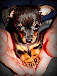 Pocket Rocket By Caroline Hamblin Miniature Pinscher Dog Lap Dog Breeds Chihuahua Love