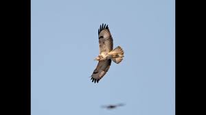 Images Of Uk Birds Of Prey In Flight Buzzard Hawk Flying Over Hertfordshire 50fps 1080p Hd V520 Panasonic Cam Buzzard Birds Of Prey Hertfordshire