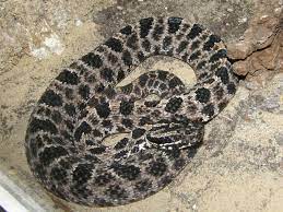 Click here for more information on the venomous dusky pygmy rattler. Sistrurus Miliarius Barbouri Dusky Pygmy Rattlesnake In Tierpark Berlin