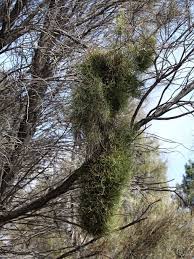 Image result for Casuarina verticillata