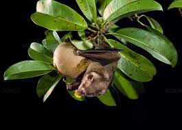 Image result for jamaican fruit bat