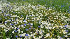 Eine Wildblumenwiese Anlegen Und Mahen Wildblumenwiese Blumen Wiese Wildblumen