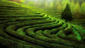 Support us by sharing the content, upvoting wallpapers on the page or sending your own background. Green Agricultural Field Hd Wallpaper Background Image 1920x1080 Id 880687 Wallpaper Abyss