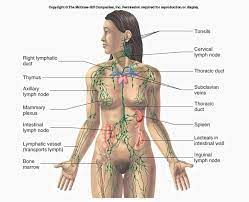 Lymphatic System Definition Function Structure Biology Dictionary