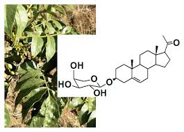 Image result for Brucea antidysenterica