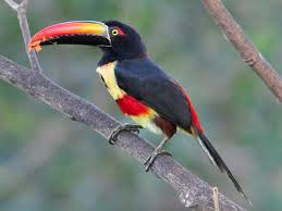 Image result for Pteris auquieri