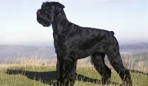 Check spelling or type a new query. Giant Schnauzer Dog Breed Information