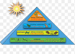 Maybe you would like to learn more about one of these? Energy Flow Ecosystem Ecological Pyramid Ecology Food Chain Pyramid 5 Step Triangle Biology Png Pngegg