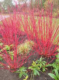 I don't have a very nice view from my kitchen window so i try to keep something pretty in the window box year round. Red Twig Dogwood Shown With Winter Red Branches A Great Asset For The Winter Garden Twig Dogwood Dogwood Shrub Red Twig Dogwood