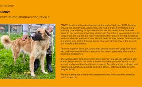 23,776 likes · 1,301 talking about this. Tansy Is In Portugal With Estrela Mountain Dog Welfare Rescue Facebook