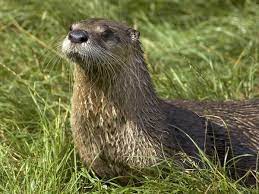 North American River Otter National Geographic River Otter Otters Native American Animals