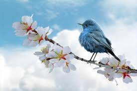 1,300,000+ Best Free Nature Pictures & Images [HD] - Pixabay
