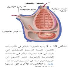 الافقاريات الحبلية Biology World
