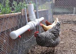 Rp 6.000.000 jual murah gerobak ayam geprek bekas + food warmer + deep fryer duren sawit, jakarta timur 6 jun rp 850.000 kami tampung barang bekasnya gerobak, etalase dan perlengkapan usaha Satu Mangkuk Minum Untuk Ayam Boleh Dibuat Oleh Tangan Sendiri