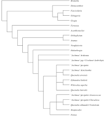 Image result for Kyllinga robinsoniana