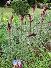 Image result for Lysimachia angustiloba