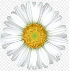 Looking for more transparent background daisy flower png clipart, like orchid flower png,flower lace png,flower png pack. Download Daisy Flower Transparent Png Images Background Toppng