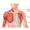 The anatomy of your abdominal muscles. Https Encrypted Tbn0 Gstatic Com Images Q Tbn And9gcsgztr8wrwvwbtdhjb9lz6ni3kzoslzeh5mkhkc00w Usqp Cau